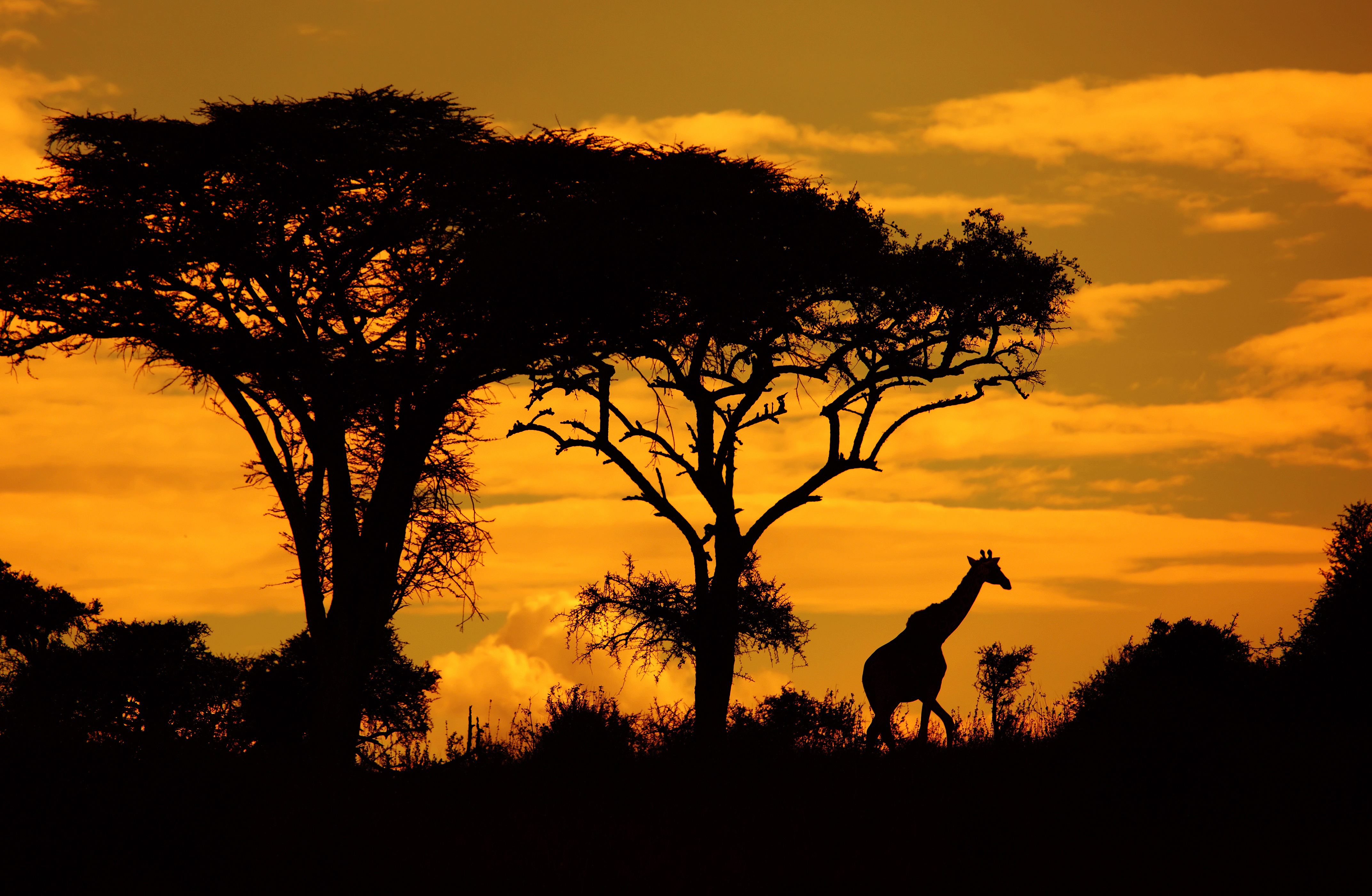 Du Masai Mara à Amboseli en camp de brousse