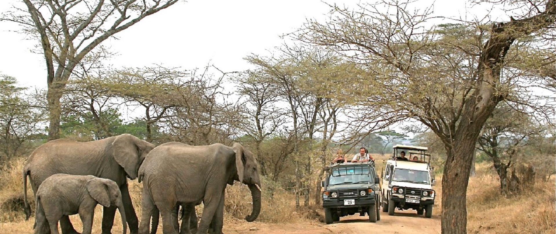 Éléphants dans le Parc de Tarangire