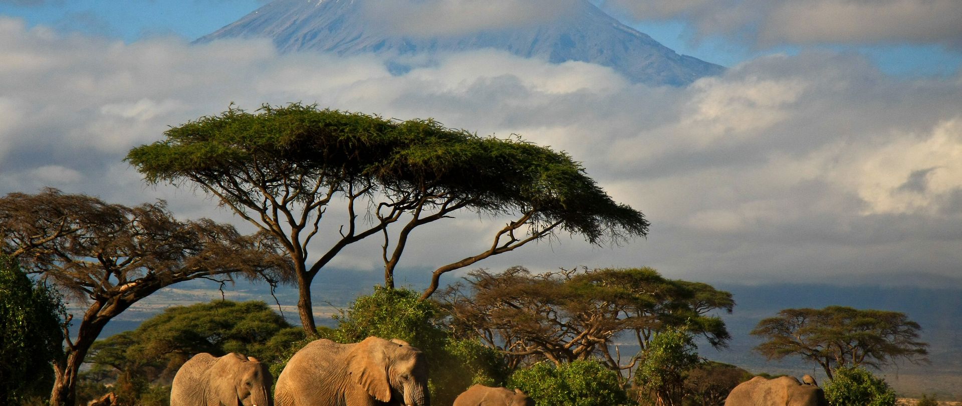 Safari express au Kenya dans les parcs de l'est