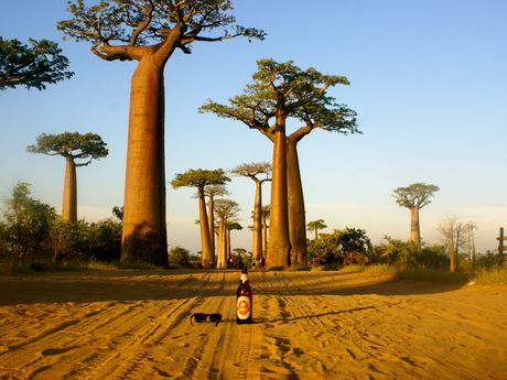 L'allée des Baobabs est un incontournable