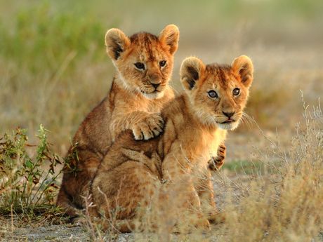 Lionceaux au Masai Mara