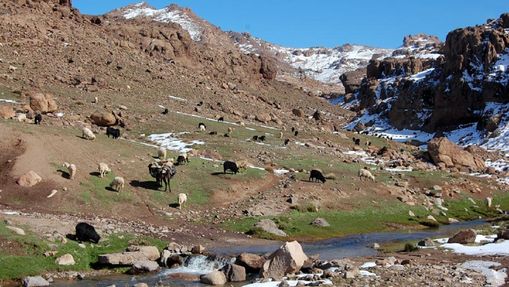 Moutons et vaches dans le Massif du Siroua