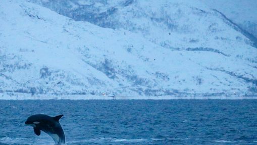 Découvrir la faune marine de Norvège à la voile -3