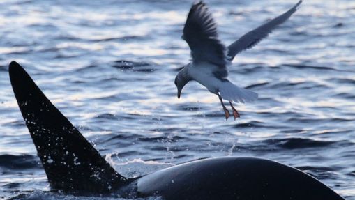 Découvrir la faune marine de Norvège à la voile -5