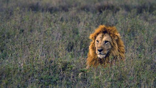 Lion dans le Serengeti