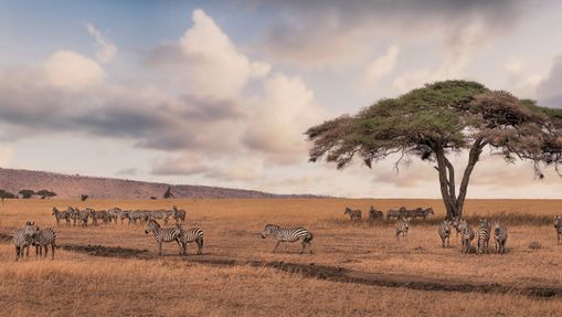 Tour complet de la Tanzanie en Safari