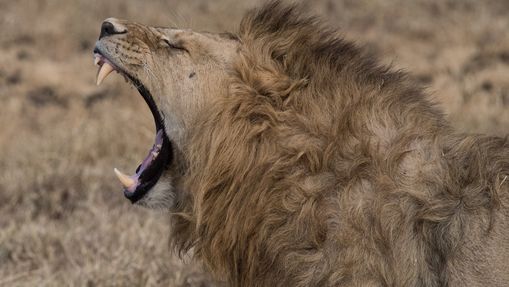Lion dans le Cratère du Ngorongoro