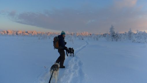 Chiens de traineau, motoneige & évasion en Laponie