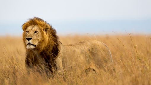 Safari en famille au cœur des parcs du Kenya