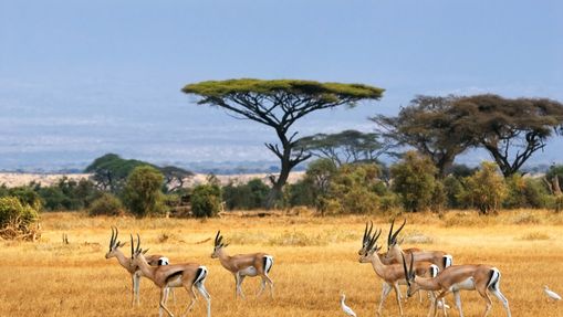 L'Est du Kenya, entre safari et plage en famille