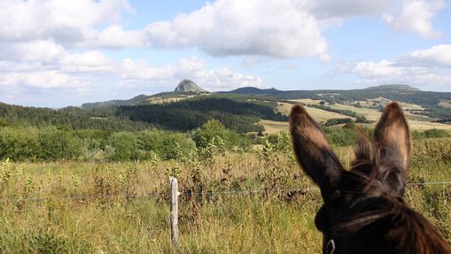 Tour des Monts d'Ardèche avec un âne