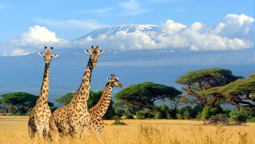 Safari & randonnée en terres Maasaï 