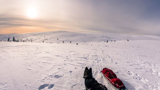 Raid à ski raquettes et pulka en Laponie