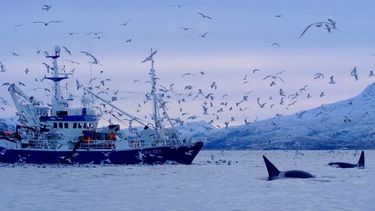 Aurores boréales et baleines à bosse -1
