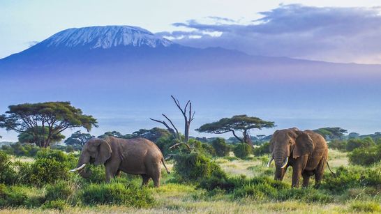 Kilimandjaro : Voie Machamé & Safari 5 jours