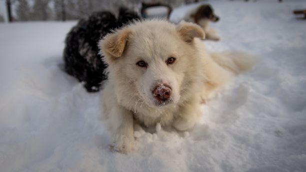 Séjour neige, chiens & aurores boréales en Laponie