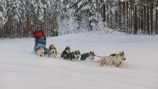 Séjour musher en Laponie Suédoise 