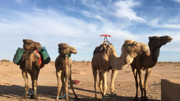 Trek et yoga dans le désert marocain