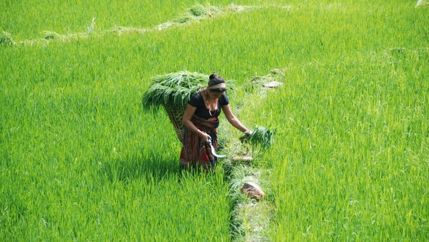 Paysanne népalaise fauchant des herbes