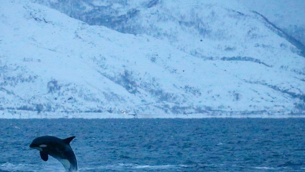 Découvrir la faune marine de Norvège à la voile -3