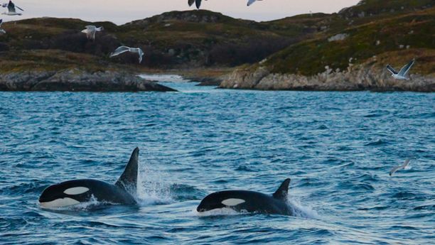 Découvrir la faune marine de Norvège à la voile -4