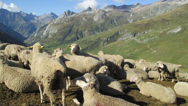 Tour du Mont-Blanc Intégral en Liberté - sans sac-6