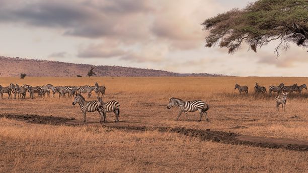 Safari en Tanzanie au coeur des cultures Maasaï