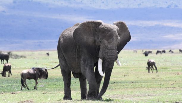 Safari Classique en Tanzanie - Safari en groupe 