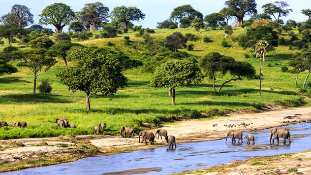Du Serengeti au lac Natron