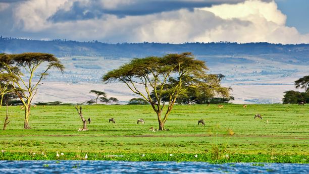 Secrets sauvages du Kenya : Samburu & Ol Pejeta