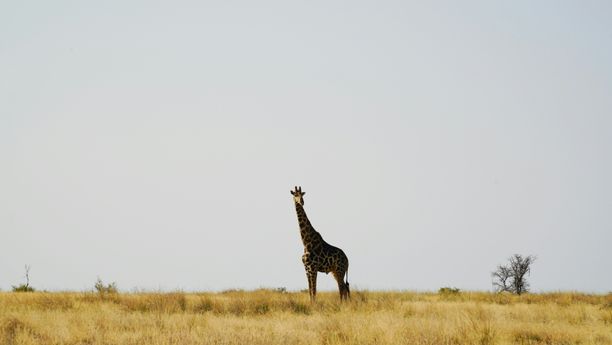 Grand Tour de Namibie : du Fish River Canyon à Etosha