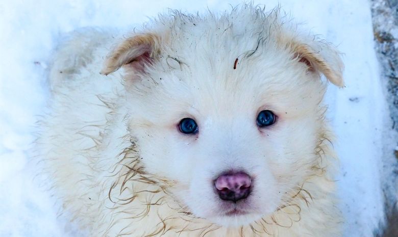 Séjour Neige Chiens et Aurores Boréales en Laponie