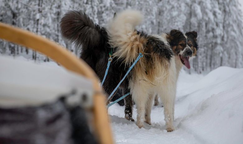 Séjour neige, chiens & aurores boréales en Laponie