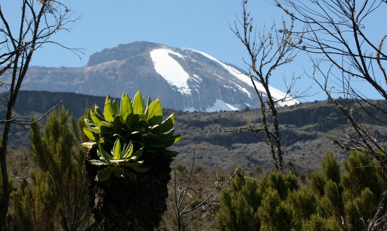 Kilimandjaro vu depuis un champ de séneçons