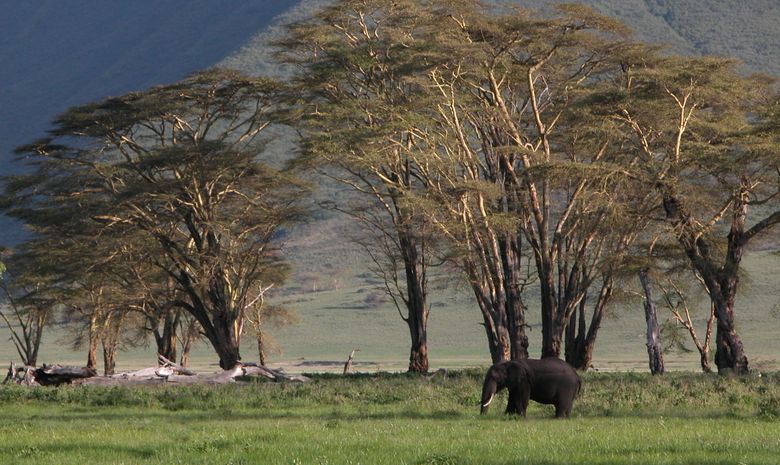 Éléphant dans le Ngorongoro