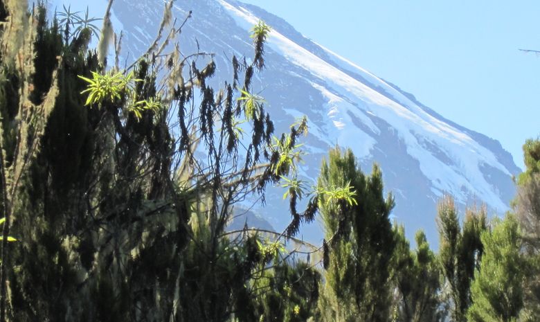 Le Kilimandjaro dans toute sa splendeur