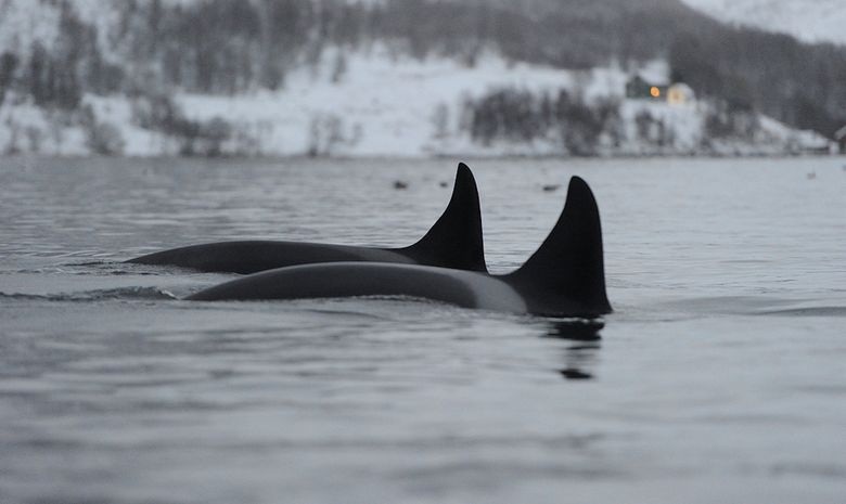 Découvrir la faune marine de Norvège 