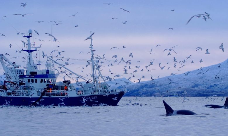 Croisière observation des Orques et Baleines 