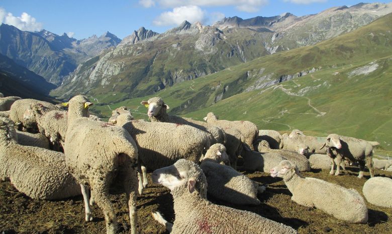 Tour du Mont-Blanc Intégral en Liberté - sans sac-6