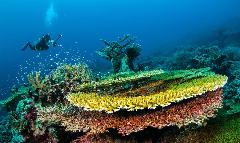 Croisière plongée dans l'archipel des Raja Ampat-8
