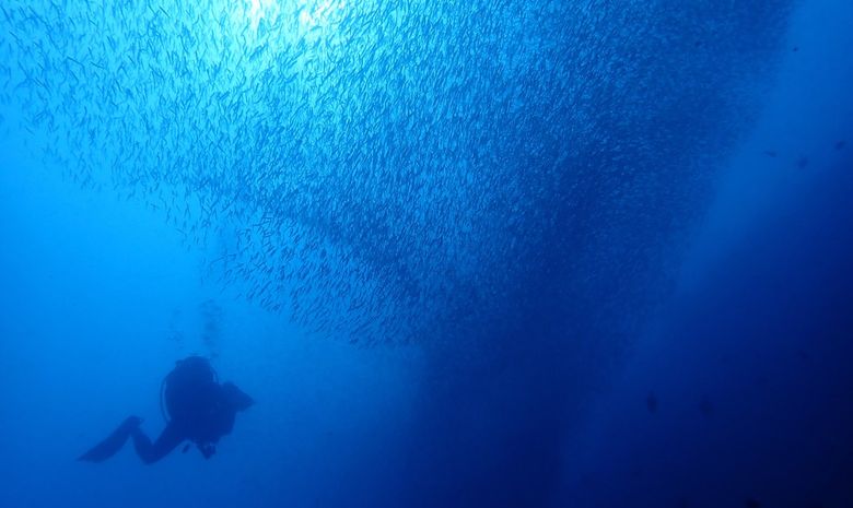 Croisière plongée dans l'Archipel de Maluku-8