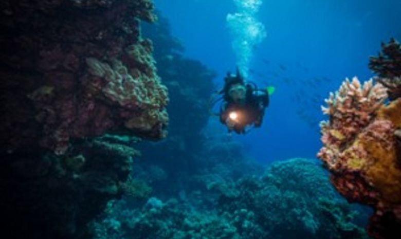 Croisière plongée du nord de la Mer Rouge à Tiran-2