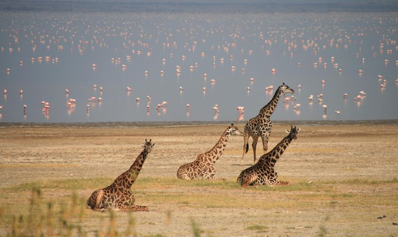 Girafes au bord du Lac Manyara