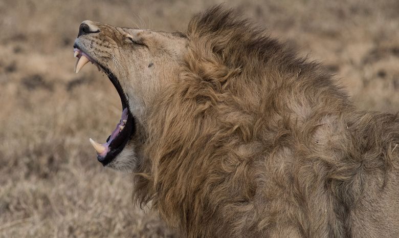 Lion dans le Cratère du Ngorongoro