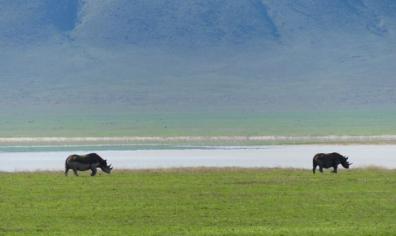 Rhinocéros au bord du Lac Manyara