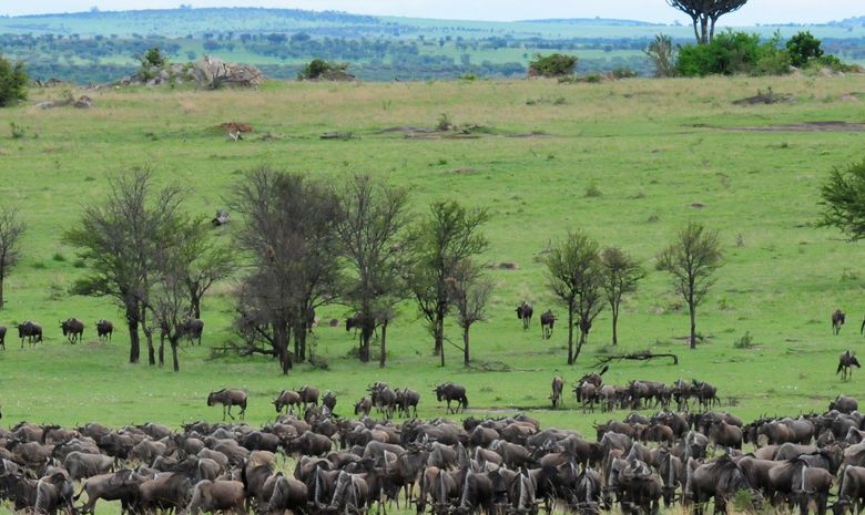 Migration des gnous dans le Serengeti