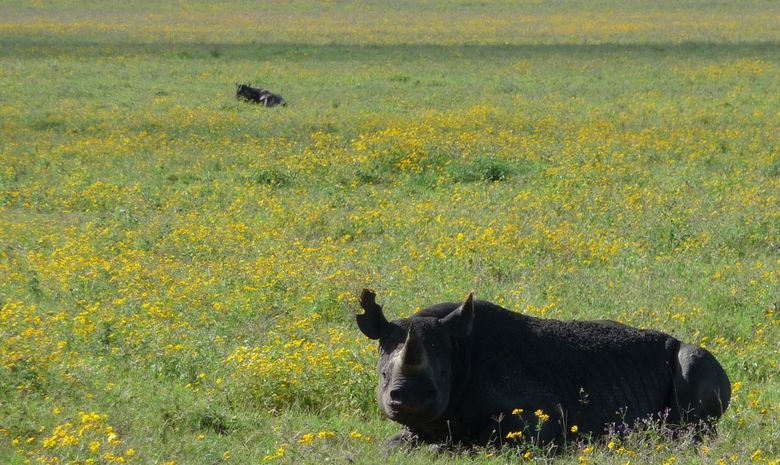 Rhinoceros dans le Ngorongoro