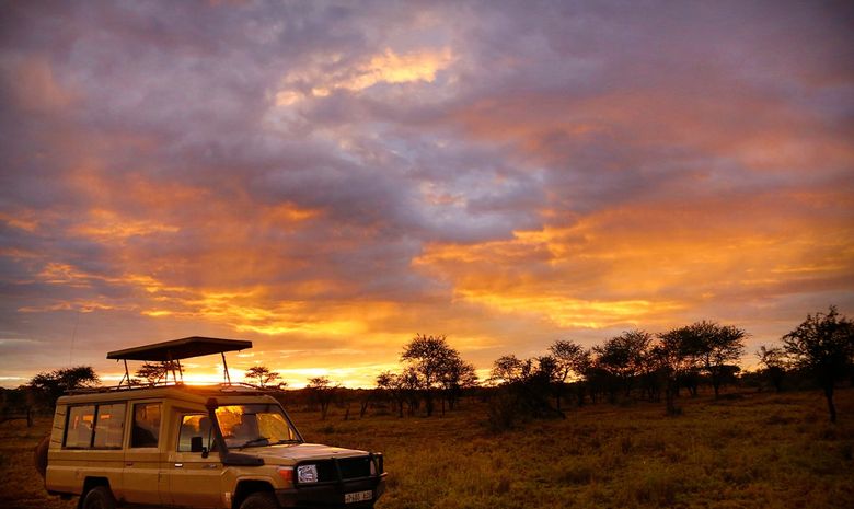 Les Jeeps de Safari