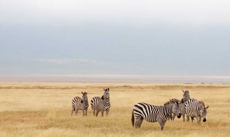 Zèbres dans le cratère du Ngorongoro