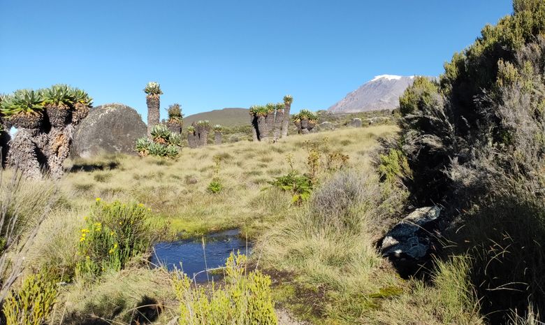 Ascension du Kilimandjaro : Voie Marangu